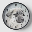 Suche nach anatolisch poster Anatolischer hirte