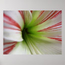 Suche nach amaryllis poster Pflanze