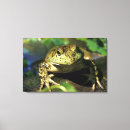 Suche nach frösche leinwandbilder Frosch