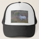 Suche nach rotwild kappen Dollar