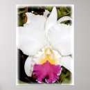 Suche nach lila orchideen poster Tropisch