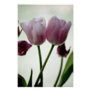 Suche nach tulips poster Blumenreich