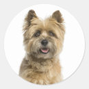 Suche nach cairn terrier aufkleber Hund