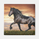 Suche nach schönes pferd magnete Wildpferd