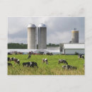 Suche nach milchkühe postkarten Landwirtschaft