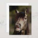 Suche nach lusitano postkarten Buckskin