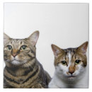Suche nach weiße katze fliesen Katzenphotographie