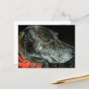 Suche nach gepunktete hunde poster Braun