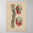 Suche nach plexus poster Nerv