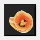 Suche nach orange blume magnete Pflanze