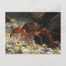 Suche nach crawfish postkarten Krebse