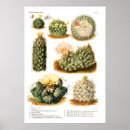 Suche nach spezies poster Illustration