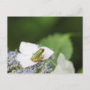 Suche nach frog postkarten Frosch