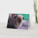 Suche nach meerschweinchen karten Haustier