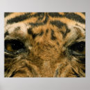 Suche nach tigerauge poster Afrika