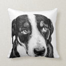 Suche nach schweizer gebirgshund Swissy
