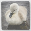 Suche nach schwan untersetzer Fotografie