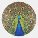 Suche nach schöner pfau aufkleber Vogelvogel