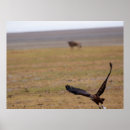 Suche nach beute poster Vogelvogel