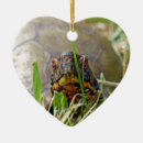 Suche nach schildkröten ornamente Natur