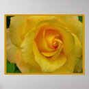 Suche nach sonnig poster Rose