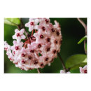 Suche nach porzellan poster Botanisch