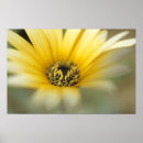 Suche nach flower poster Petals