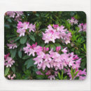 Suche nach rhododendren Fotografie