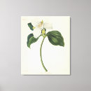 Suche nach trillium Botanisch