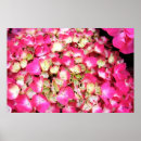 Suche nach rosa hydrangea poster Hydrangeas
