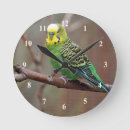 Suche nach budgie poster Budgerigar