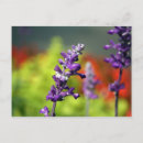 Suche nach fleur postkarten Blau