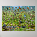 Suche nach singvögel poster Finken