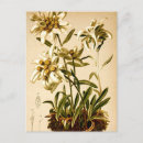 Suche nach botanische blumen postkarten Friend