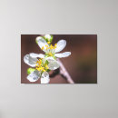 Suche nach pflaumenblüte poster leinwandbilder Blume
