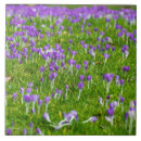 Suche nach krokus fliesen Foto