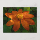 Suche nach orange sonnenblume postkarten Natur