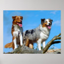 Suche nach australian shepherd poster Welpen