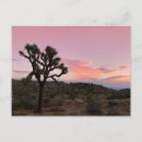 Suche nach joshua postkarten Wüste