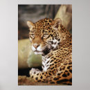 Suche nach jaguare poster Tierisch