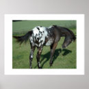 Suche nach pferd poster Klassik