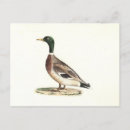 Suche nach wildente poster Vogelvogel