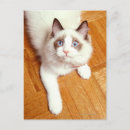 Suche nach ragdoll katzen postkarten Blaue augen