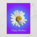 Suche nach gänseblümchen postkarten Blume