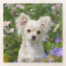 Suche nach chihuahua untersetzer Niedlich