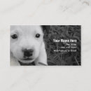 Suche nach jack russell visitenkarten Haustiere