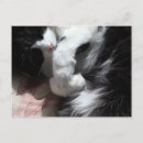 Suche nach smoking postkarten Katze