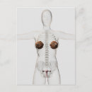 Suche nach menschlicher körper postkarten Medizin