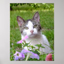 Suche nach petunien poster Katze