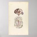 Suche nach menschliche darstellung poster Vintag